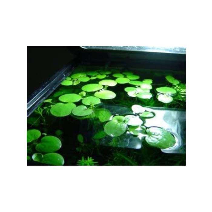 1 Adet Havuz Bitkisi - Frogbit Su Üstü Bitkisi