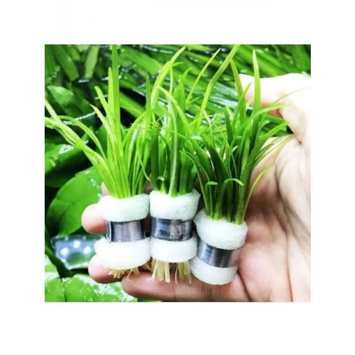 1 Bağ 2-4 Kök Akvaryum Bitkisi - Sagittaria Subulata