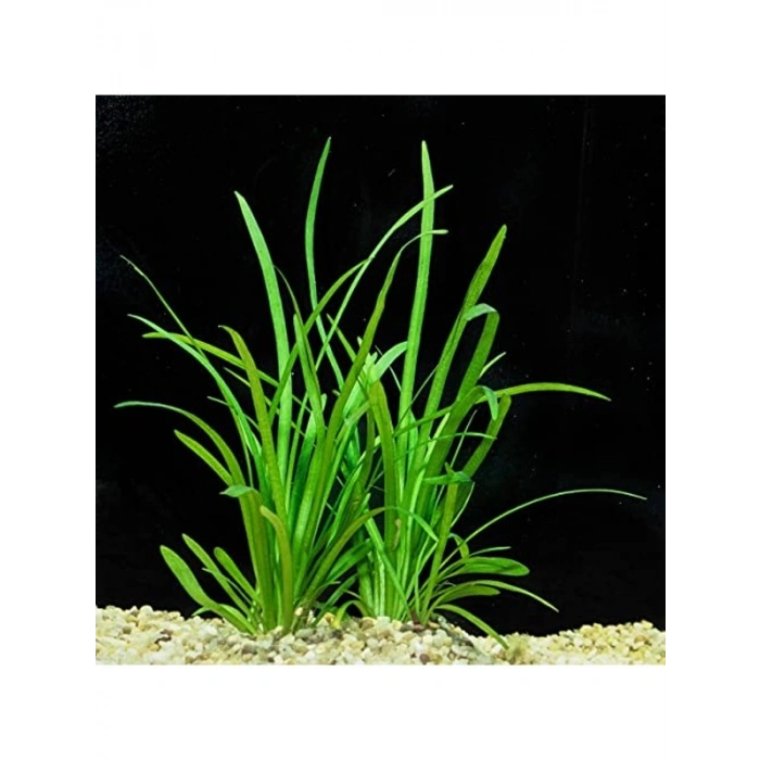 1 Bağ 2-4 Kök Akvaryum Bitkisi - Sagittaria Subulata