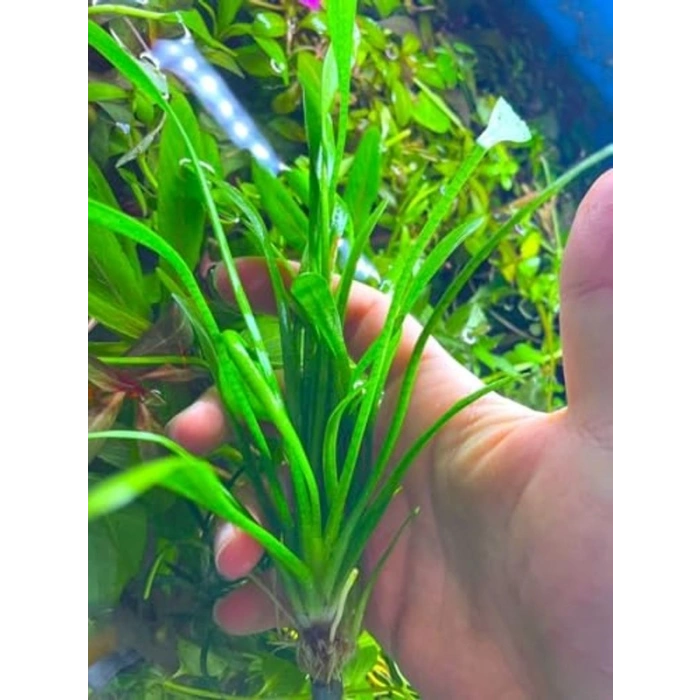 1 Bağ 2-4 Kök Akvaryum Bitkisi - Sagittaria Subulata