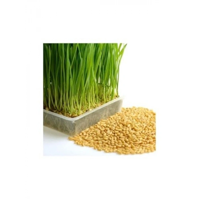 1 Kg Buğday Tohumu, Kedi Çimi Tohumu