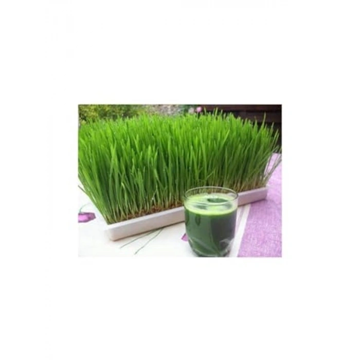 1 Kg Buğday Tohumu, Kedi Çimi Tohumu