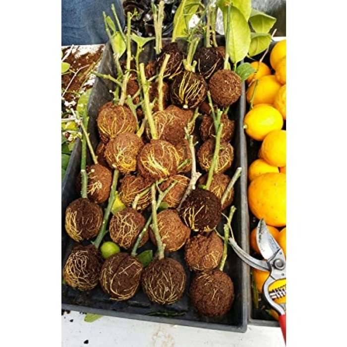 10 Adet Bitki Köklendirme Topu ve 20 Adet Klips