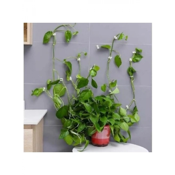10 Adet Yapışkanlı Bitki Klipsi - Sarmaşık ve Çiçek Tutucu