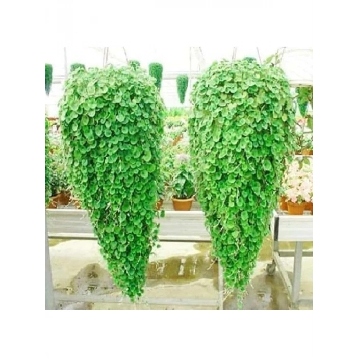100 adet Dichondra fare kulağı çiçeği tohumu, bahçe dekorasyonu