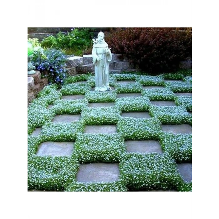 100 adet Dichondra fare kulağı çiçeği tohumu, bahçe dekorasyonu