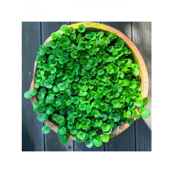 100 adet Dichondra fare kulağı çiçeği tohumu, bahçe dekorasyonu
