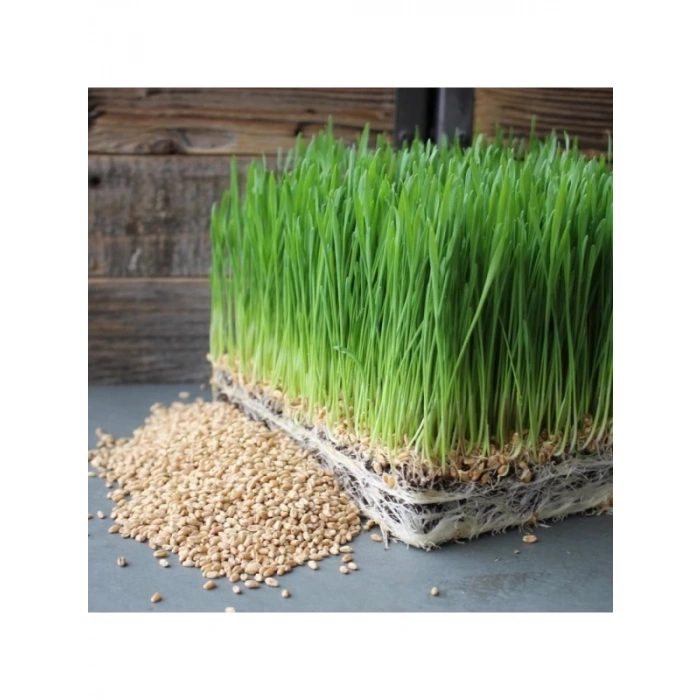 %100 Doğal Kedi Çimi Tohumu Karışımı - Arpa, Buğday, Yulaf (500 Gram)