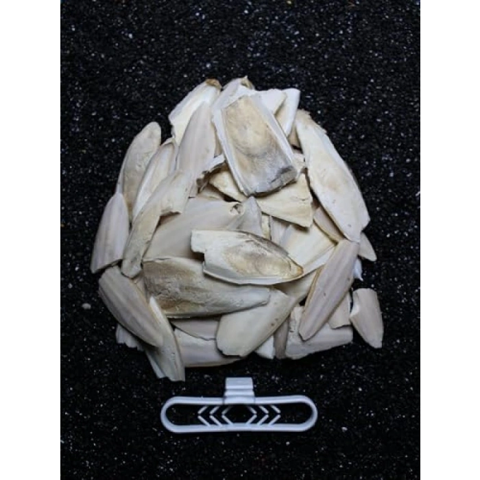 100 gr Kırık Kalamar Kemiği + Tutacak Seti