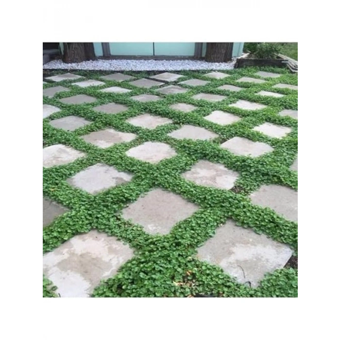 1000+ tohum içeren Dichondra Repens bitkisi, yer örtücü özellikte