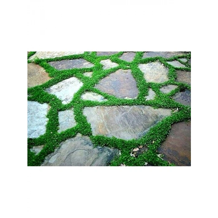 1000+ tohum içeren Dichondra Repens bitkisi, yer örtücü özellikte