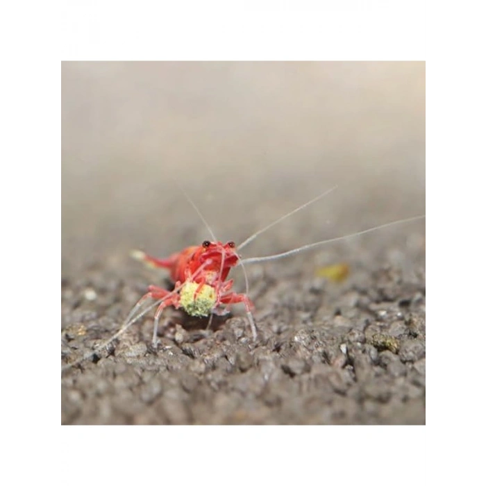 100Ml Shrimps Grano S, Akvaryum Balıkları İçin Lezzetli Yemi