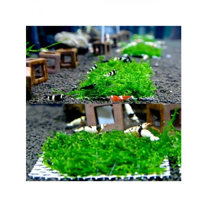 10x10 cm Akvaryum Dekoru, Tele Sarılı Willi Moss