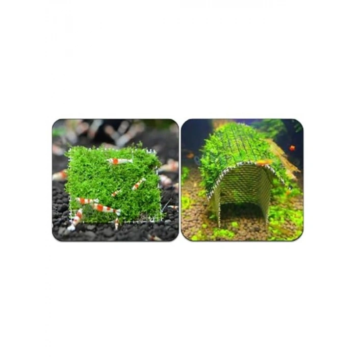 10x10 cm Akvaryum Dekoru, Tele Sarılı Willi Moss