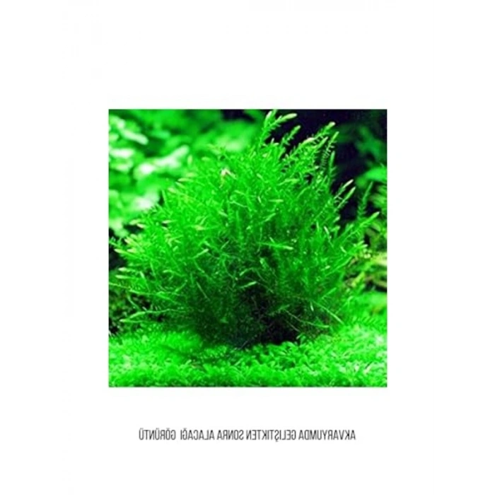 10x10 cm Akvaryum Dekoru, Tele Sarılı Willi Moss