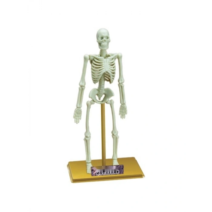 18 Parçalı İnsan İskeleti Bilim Seti