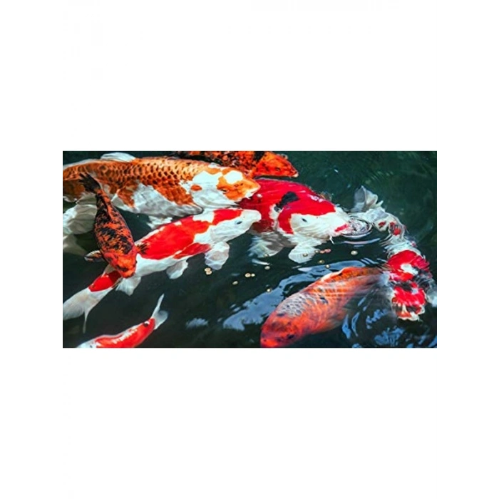 1Kg Koi Professional Yaz Yemi, Besleyici Formül