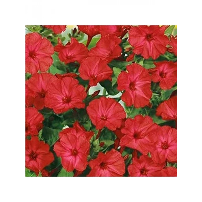 20 Adet Bright Red Akşam Sefası Çiçeği Tohumu