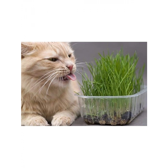 2000+ Tohum ve Saksı ile Kedi Çimi Seti