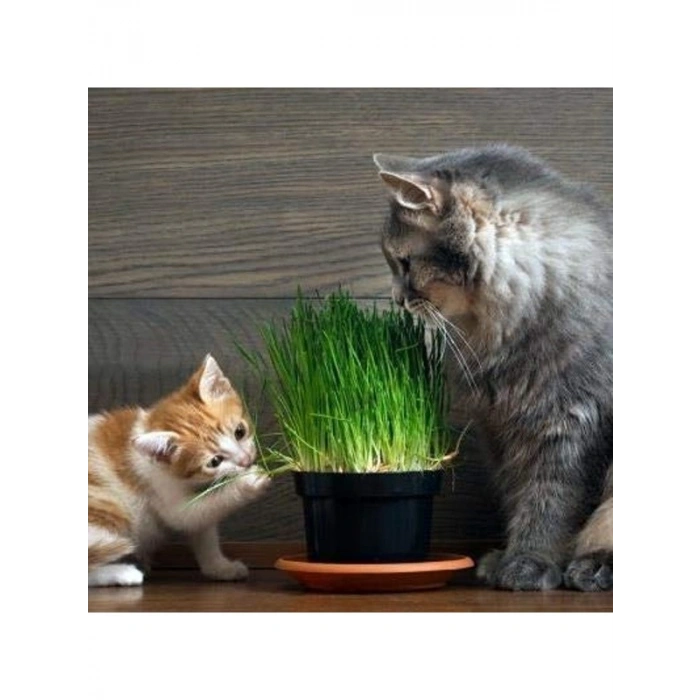 2000+ Tohum ve Saksı ile Kedi Çimi Seti