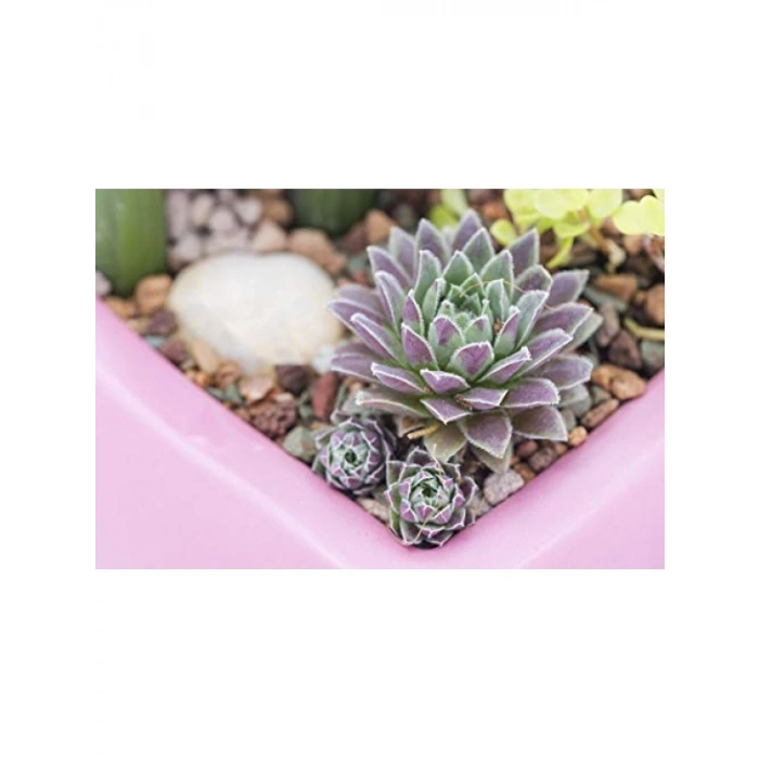 2,3 kg Nehir Çakıl Toprak Örtüsü