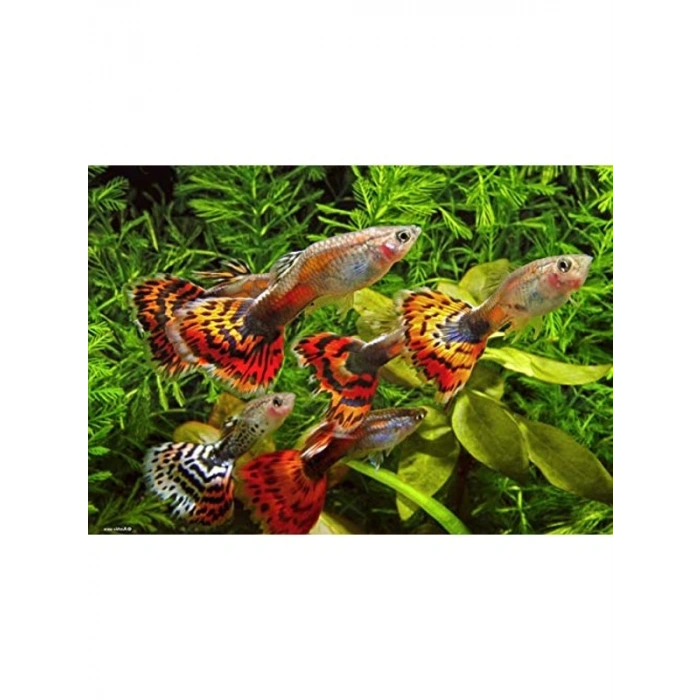 250 Ml Guppy Gran Akvaryum Balık Yemi, 120 Gr