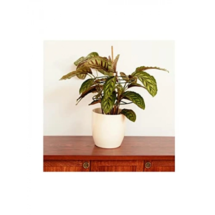 3 Adet 40 cm Bitki Destek Halkası