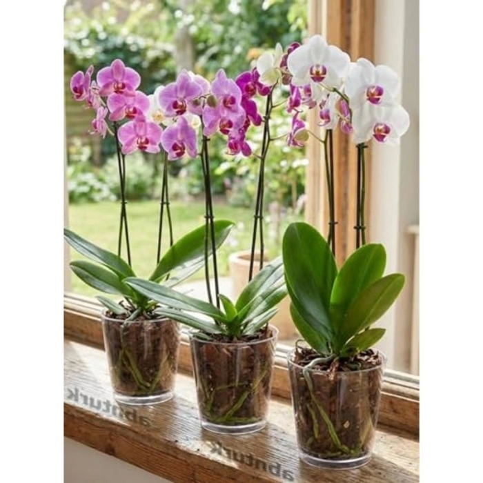 3 Farklı Boyutta Orkide Saksısı, Altı Tabaklı Set