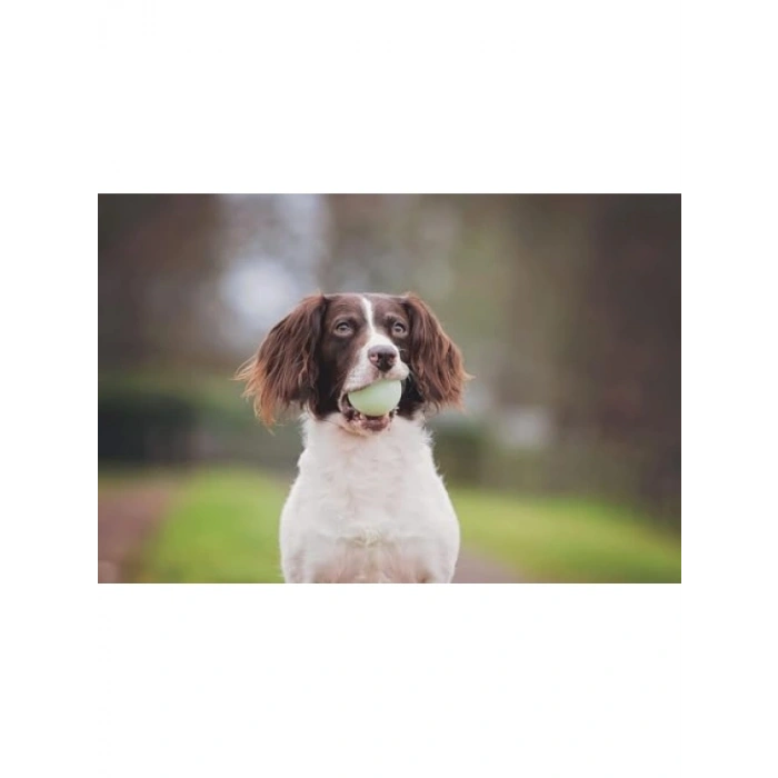 3lü Köpek Oyun Topu Seti, Küçük Boy