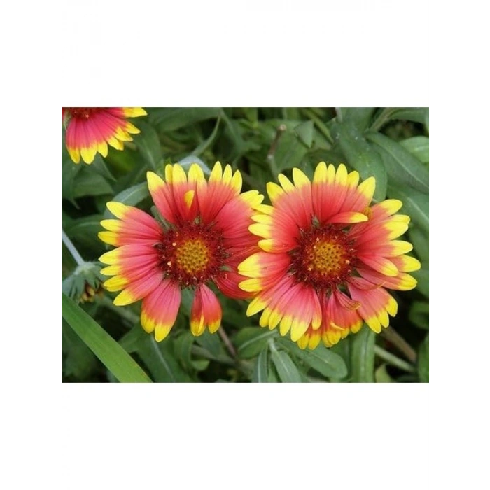 30 Adet Gaillardia Gayret Çiçeği Tohumu, Indian Blanket