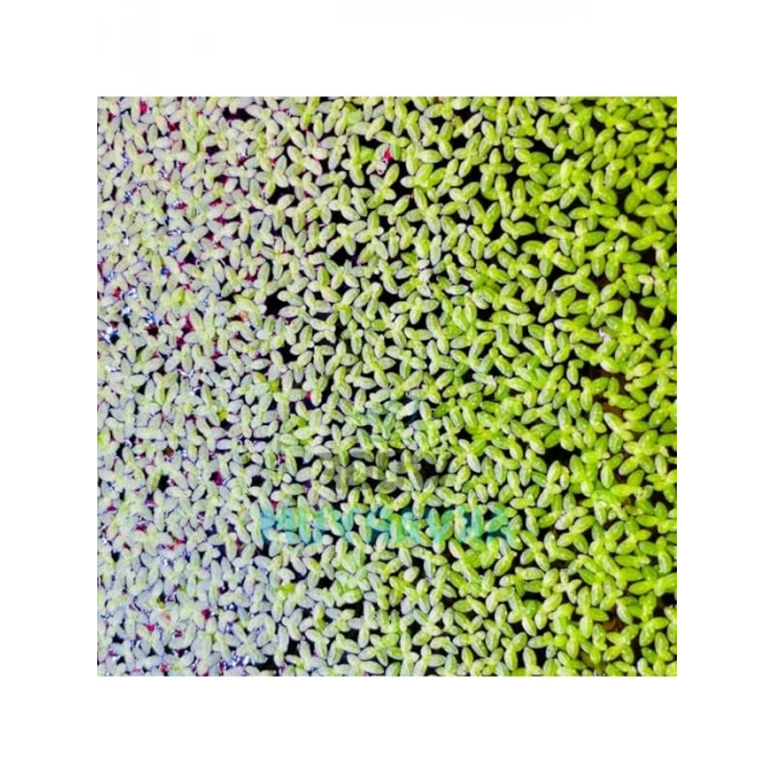 30 cc Su Mercimeği, Yavru Saklanması İçin Akvaryum Bitkisi