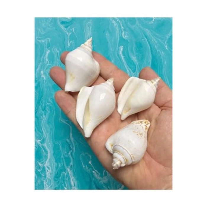 4 adet gerçek deniz kabuğu, dekoratif amaçlı kullanımlar için