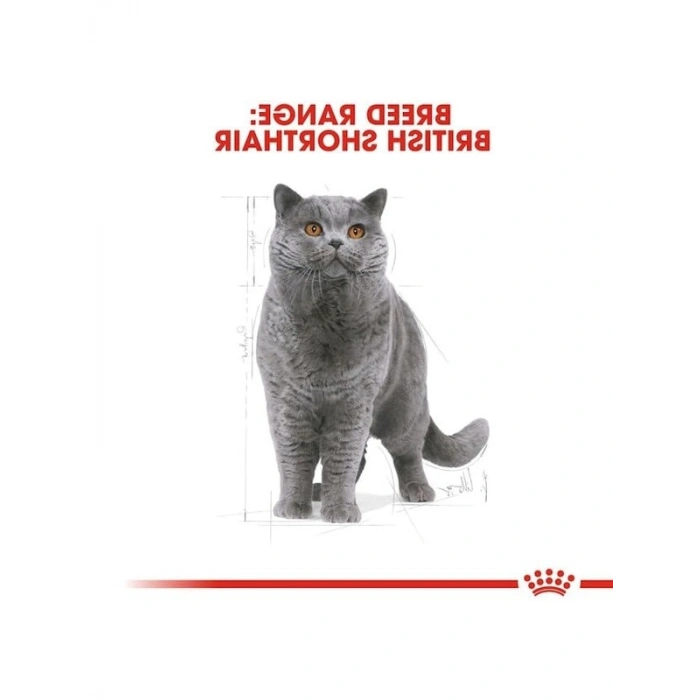 4 Kg British ShortHair Yetişkin Kedi Maması, Özel Formül