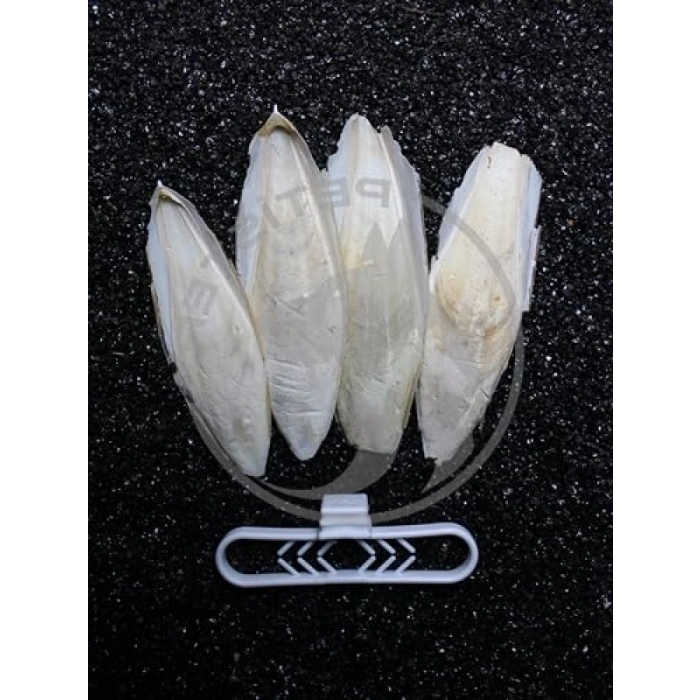 4lü Kalamar Kemiği + Tutacak - 9-10 cm