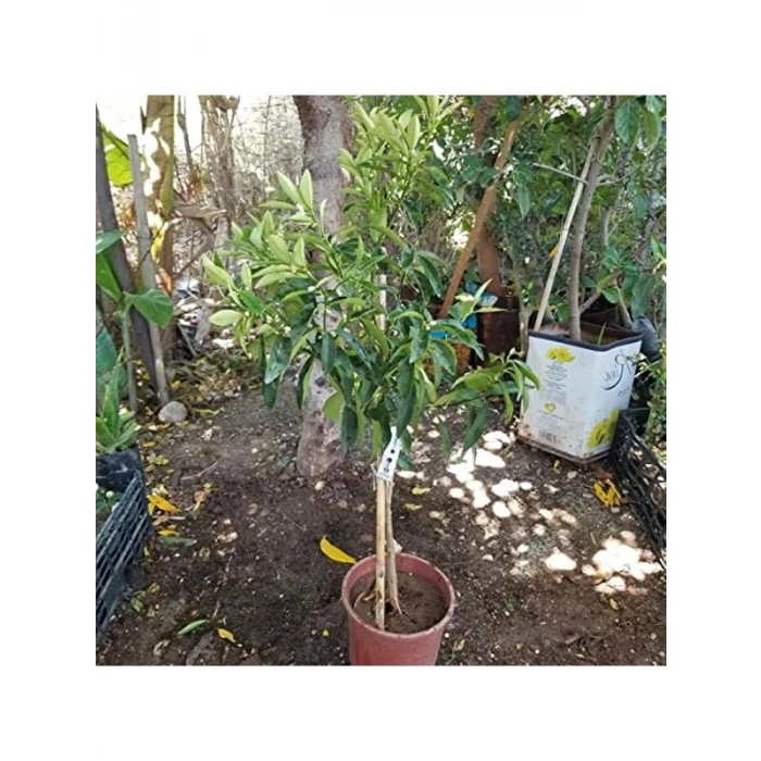 4 Yaş Meyveli Kamkat Fidanı, Saksılı, 60-85 cm Boy