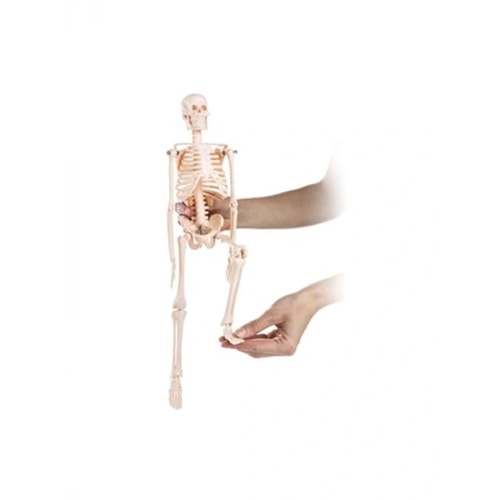 45 cm İnsan İskelet Modeli, Eğitim ve Tanıtım Amaçlı