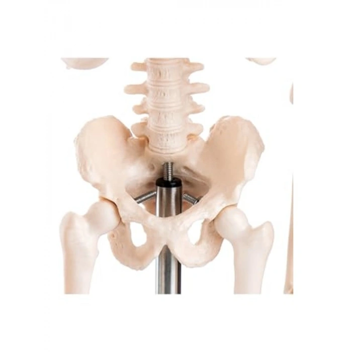 45 cm İnsan İskelet Modeli, Eğitim ve Tanıtım Amaçlı