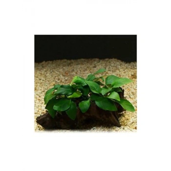 5-6 Yapraklı Kök Canlı Bitki, Anubias Barteri