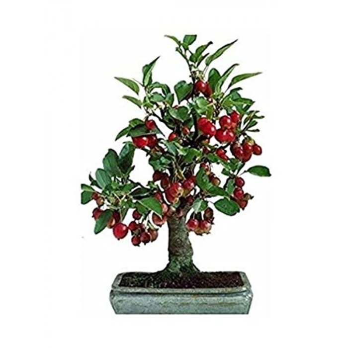 5 Adet Bodur Bonsai Kiraz Ağacı Tohumu, Saksı Hediyeli