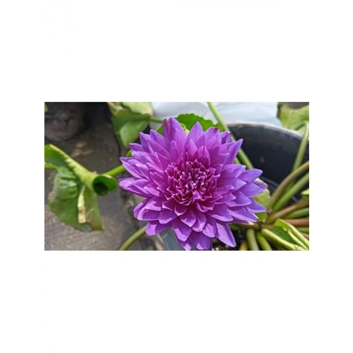 5 adet lotus tohumu, egzotik çiçek, bahçe ve süs havuzu için
