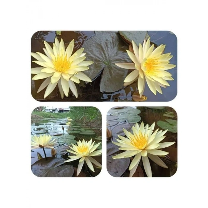5 adet lotus tohumu, egzotik çiçek, bahçe ve süs havuzu için