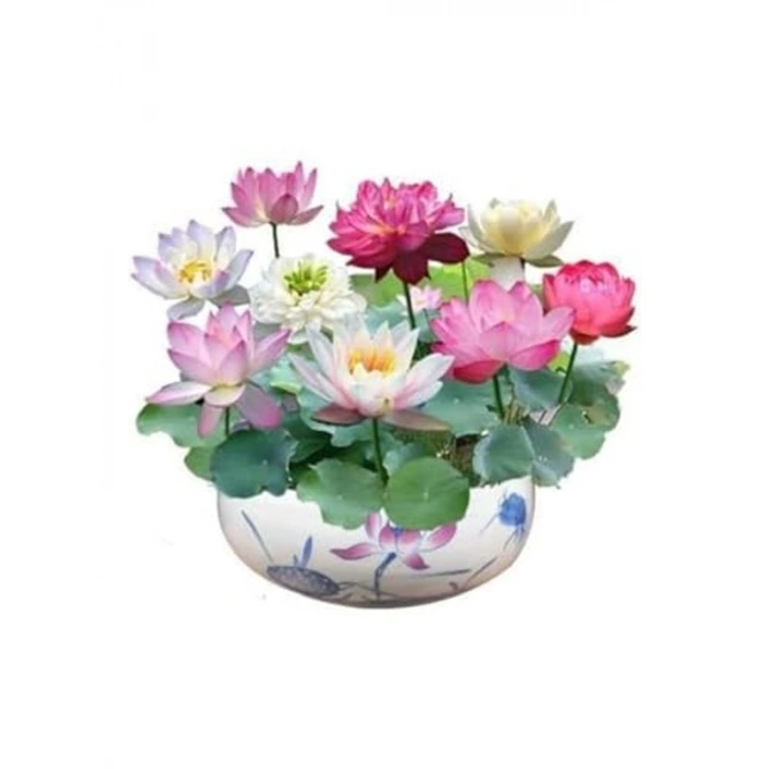5 Adet Nadir Uzak Doğu Lotus Çiçeği Tohumu, Kutsal Karışım