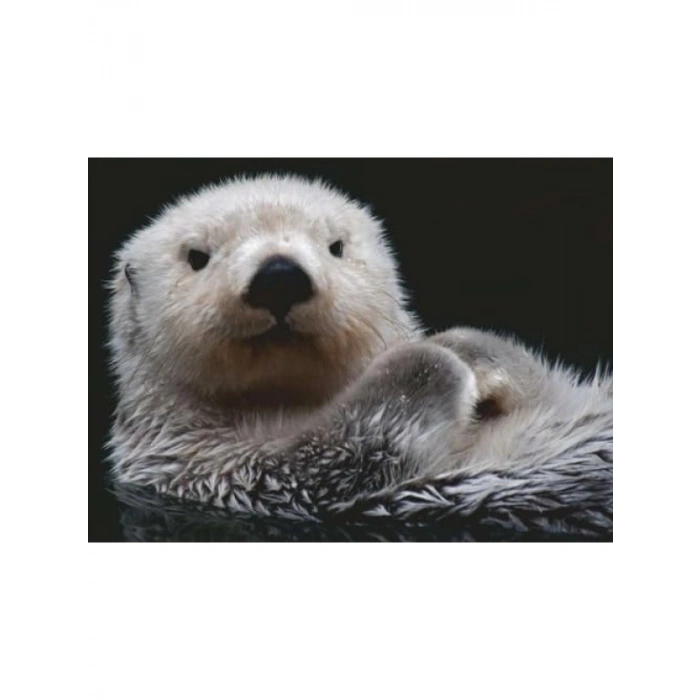 500 Parçalı Su Samuru Temalı Puzzle