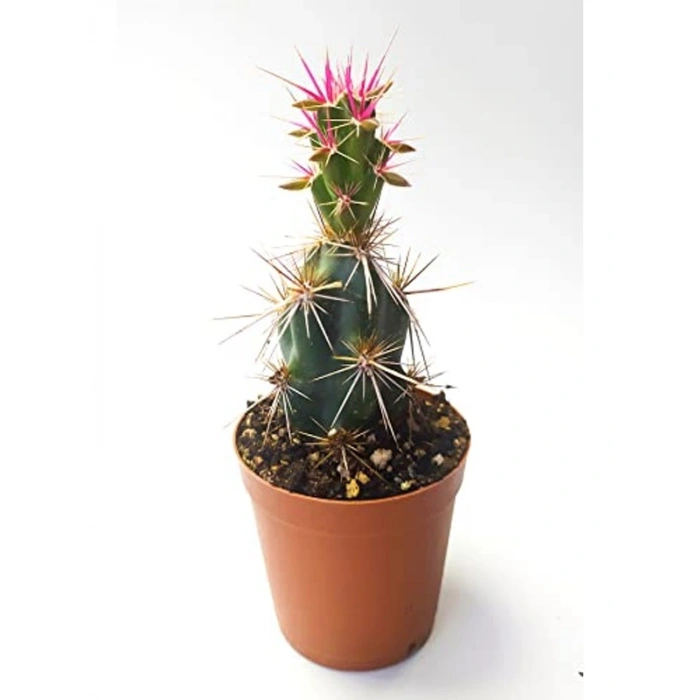 5.5 cm Saksıda Özel Corynopuntia Invicta Kaktüs - Nadide Tür