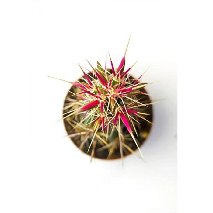 5.5 cm Saksıda Özel Corynopuntia Invicta Kaktüs - Nadide Tür