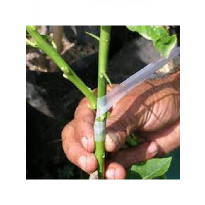 Ağaç Meyve Aşı Bandı - 3 Adet 170 Gram