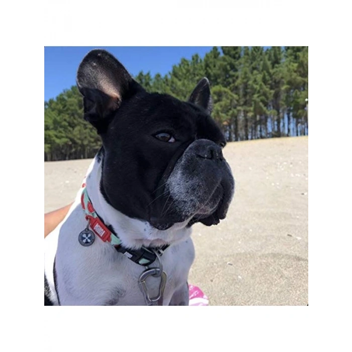 Akıllı künyeli köpek boyun tasması, S beden, karpuz rengi