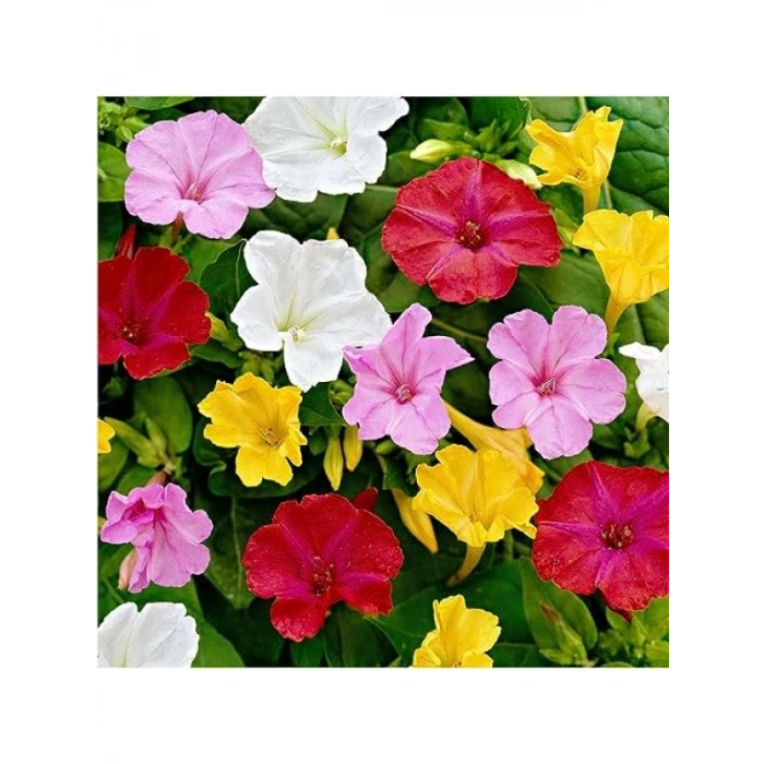 Akşam Sefası Tohumu (+8 Tohum)