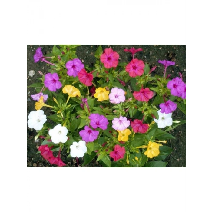 Akşam Sefası Tohumu (+8 Tohum)