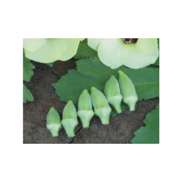 Aksel Japon Bamya Tohumu - 10 Gram